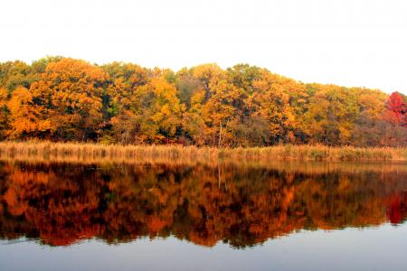 秋天, 湖, 森林, 反思, 黄色, 景观, 叶