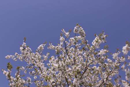 开花, 绽放, 樱桃, 春天, 树, 白色, 蓝色