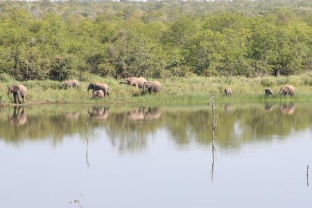 大象, 南非, 野生动物园, 大象家庭, 克鲁格公园, 湖