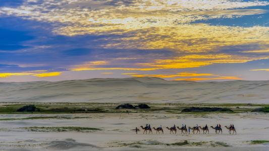埃及, 全景, 骆驼, 骑马, 沙子, 沙漠, 沙丘