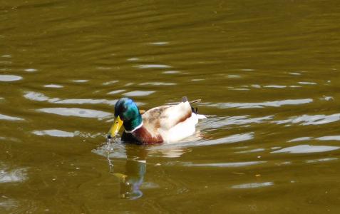 绿头鸭, 游泳, 水鸟, 鸭, 水, 自然, 湖