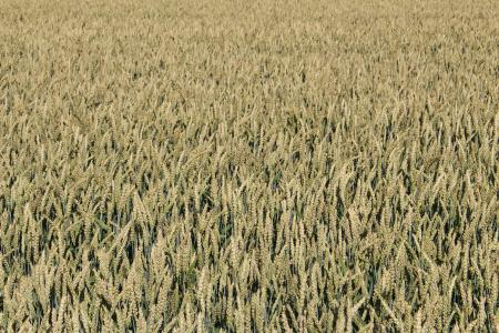 小麦, 字段, 自然, 收获, 农业, 夏季, 谷物