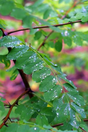 相思, 叶子, 雨, 湿法, 滴眼液, 水, 绿色