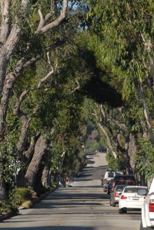街道, 树木, 隧道, 加利福尼亚州, 绿色, 稠密