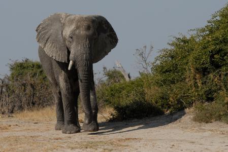 大象男孩, 大象, 公牛, 美琪大, 博茨瓦纳, 野生动物, 非洲