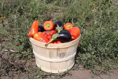 收获, 西红柿, 茄子, 自然, 植物, elitexpo, 菜园