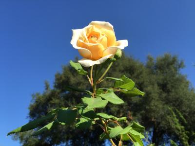 花, 黄玫瑰, 自然
