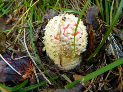 蘑菇, 飞金顶, 小, 新增功能, 自然