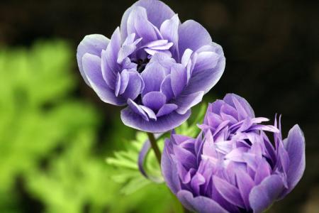 毛茛, 花, 紫色, 绽放, 春天, 开花, 自然