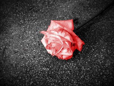 花, 罗莎, 红色, 激情, 红玫瑰, 自然, 被遗弃