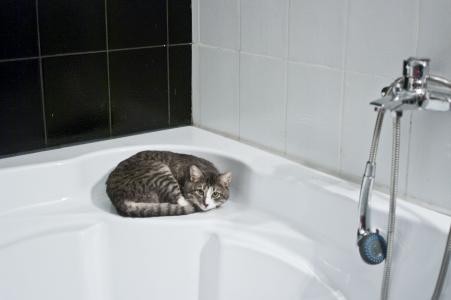 猫, 浴室, 淋浴喷头, 国内卫浴, 平铺, 水龙头, 室内