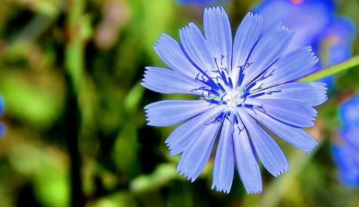 小麦花, 蓝色的花, 夏季, 自然, 匈牙利, 花, 蓝色