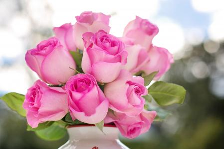 粉红玫瑰, 玫瑰, 花, 浪漫, 浪漫, 爱, 情人节