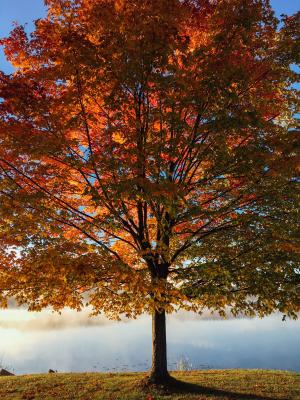 湖, 树, 秋天, 秋天, 叶子, 公园, 赛季