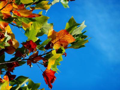 底部, 摄影, 枫树, 蓝色, 天空, 秋天, 秋天, 秋天