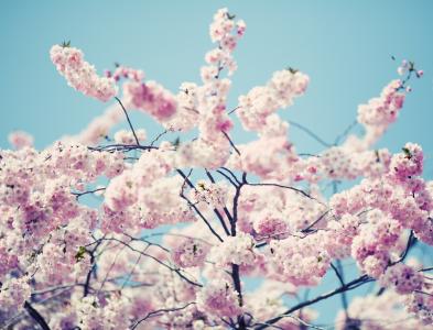 开花, 绽放, 树, 自然, 春天, 粉色, 植物