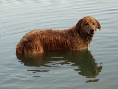狗, 湖, 游泳, 水上运动