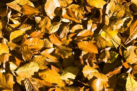 山毛榉的叶子, 叶子, 秋天, 出现, 秋天的落叶, 秋天的颜色, 秋天的树叶