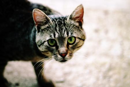 小猫, 猫, 宠物, 街道, 无家可归者, 绿色的眼睛, állatportré