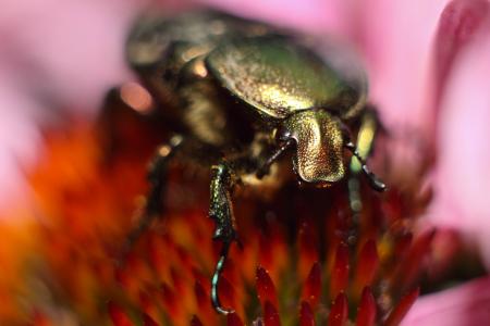 甲虫, 麦斯基, 微距摄影, 昆虫, 花, 夏季, 宏观