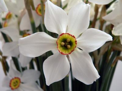 花, 白色, 借给莉莉, 自然, 植物, 花香, 春天