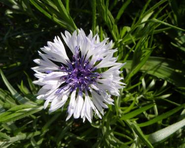 白花, 紫色的小花, 绽放, 花, 紫色, 白色, 自然