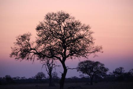 非洲日落, 津巴布韦, 荒野, 树, 剪影, 粉红色的天空, 野生动物园