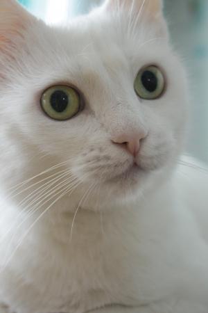 猫, 家猫, 白色的猫, 绿色的眼睛, 猫的眼睛, 视图, 宠物