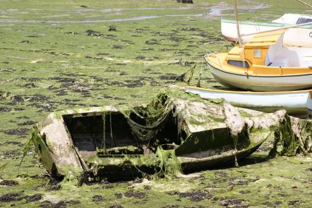小船, 残骸, 藻类, 悲伤