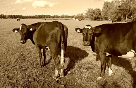 母牛, 牛, 牲畜, 动物, 哺乳动物, 草甸, 牧场