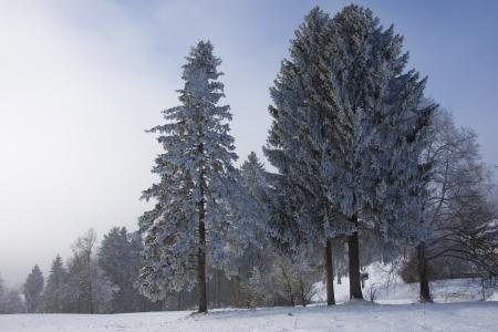 冬天, 冻结, 寒冷, 感冒, 景观, 树, 冬天的寒冷