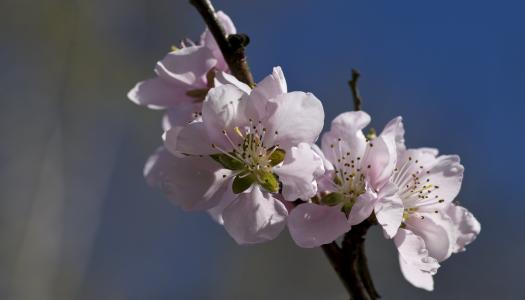 桃花开, 柔和的粉红色, 春天, 自然, 分公司, 春天, 树