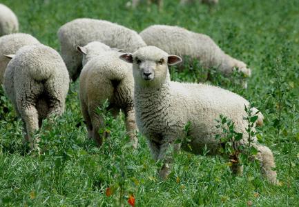 羊, 新西兰, 草, 羊群, 牧场