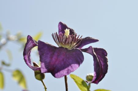 铁线莲, 紫色, 开花, 绽放, 紫色的小花, 安娜丽娜 artline, 佩特拉 söhner