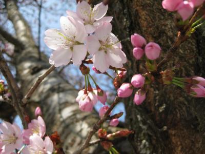 自然, 树, 开花, 绽放, 春天, 粉色, 粉红色的颜色
