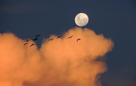 羊群, 鸟类, 飞行, 日落, 云彩, 月亮, 天空