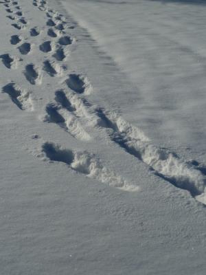 雪, 痕迹, 冬天, 雪车道, 寒冷, 跟踪, 雪中的足迹