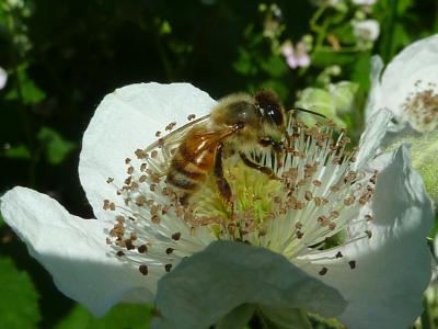 蜜蜂, 蜂蜜蜂, 翅膀, 蜜蜂, 昆虫, 花, 蜜蜂
