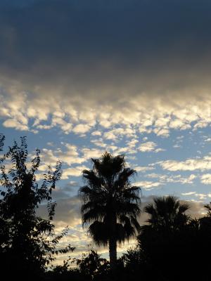 棕榈树, 日落, 云彩, 天空, 晚上, 法国南部, 蒙彼利埃
