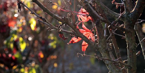 秋天, 背光拍摄, 叶子, 红叶, 树叶飘零, 多彩, 树