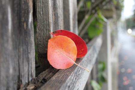 秋天, 叶子, 秋天的落叶, 自然, 颜色, 红色, 栅栏