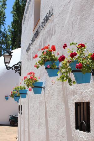 花, 蓝色, 白色, 花盆, 西班牙, 西班牙语, 自然