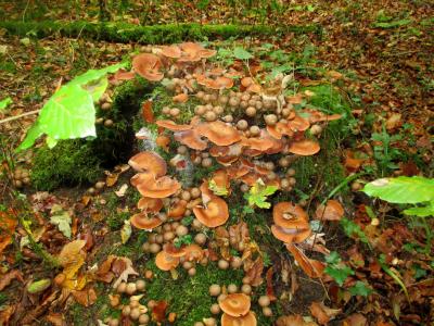 森林, 树干, 青苔, 蘑菇组, umbrinum, 森林蘑菇, 集合