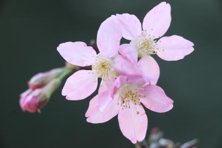 樱花, 春天, 植物, wikiproject 台湾, 花, 粉色, 樱桃