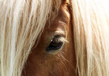 马, 眼睛, 马的头, 马眼, pferdeportrait, 睫毛, 动物