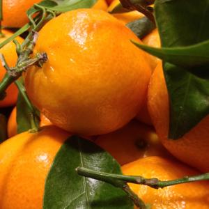 普通话, 柑橘, 水果, vitaminhaltig, 美味, 弗里施, 健康