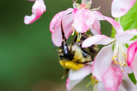 蜜蜂, 喂养, 花蜜, 开花, 花, 昆虫, 春天