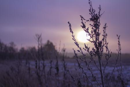日出, 马克, 紫色, 冬天, 早上, 景观, 粮食