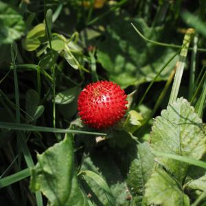 半透明草莓, 草莓, 浆果, 红色, 印度半透明草莓, 籼, 观赏植物