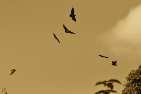 蝙蝠, 飞行, 飞, 翅膀, 蹼, 翼, 动物